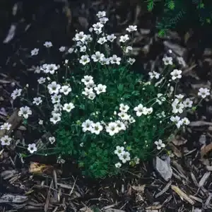 Healthy Flowers from using Mulch