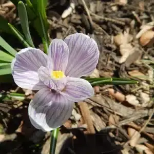 Healthy flower from using mulch in flower bed.