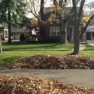 Leaves waiting to be Vacuumed from Curbside.