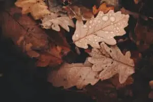 Featured Image of Fall Leaves
