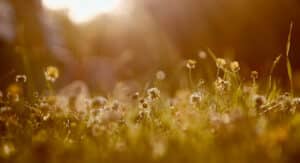 Weeds in Grass Featured Image
