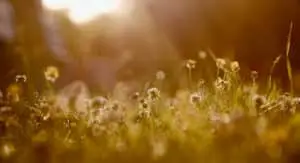 Weeds in Grass Featured Image