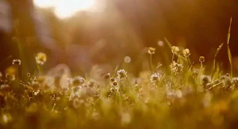 Weeds in Grass Featured Image