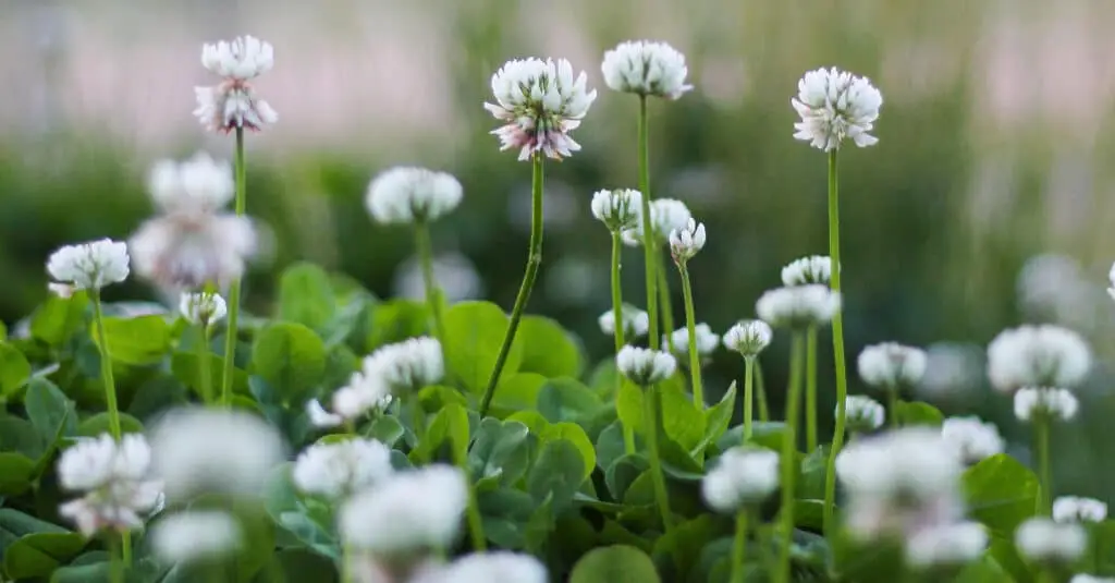 Healthy Lawn with Clover Featured Blog Image